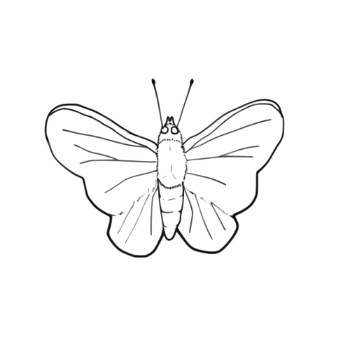 Butterfly line art vector image