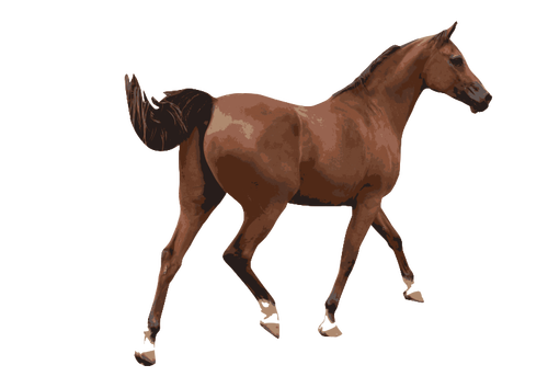 Ilustração em vetor colorido de um cavalo masculino