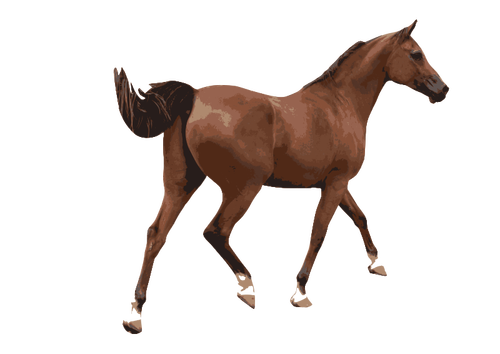 Colored vector illustration of a male horse