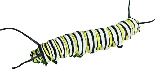 Färgglada caterpillar