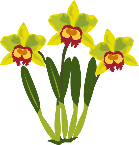 Cattleya vector illustraties