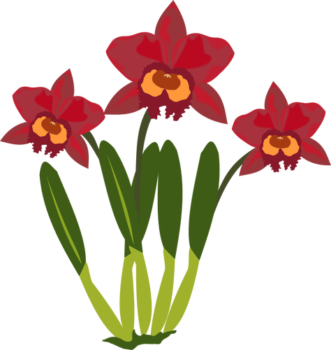 カトレアの花カラー イラスト パブリックドメインのベクトル