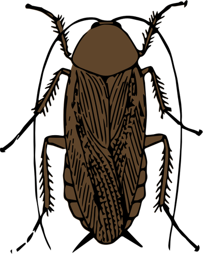 Brown cockroach