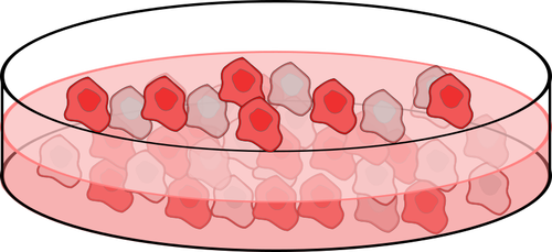 Bilden av cell kultur maträtt