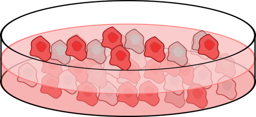 Image de la boîte de Petri de cellule