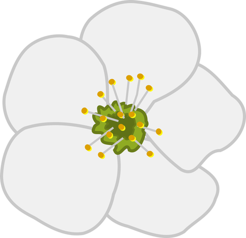 פרחים של דובדבן בתמונה וקטורית
