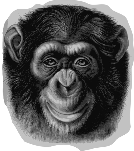 Tête de chimpanzé