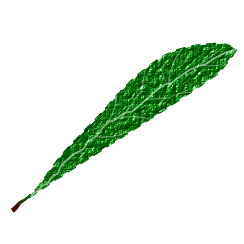 Daun yang hijau, bertekstur