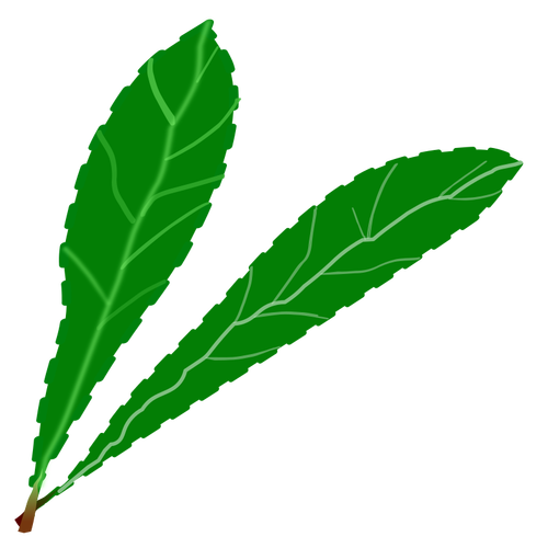 녹색 잎 쌍