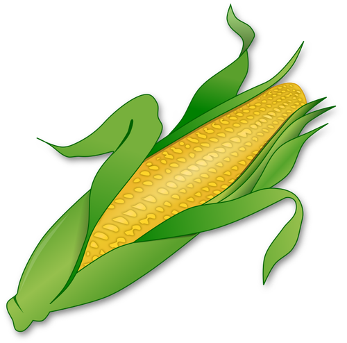 Image de maïs frais