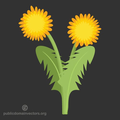 Dandelion plant