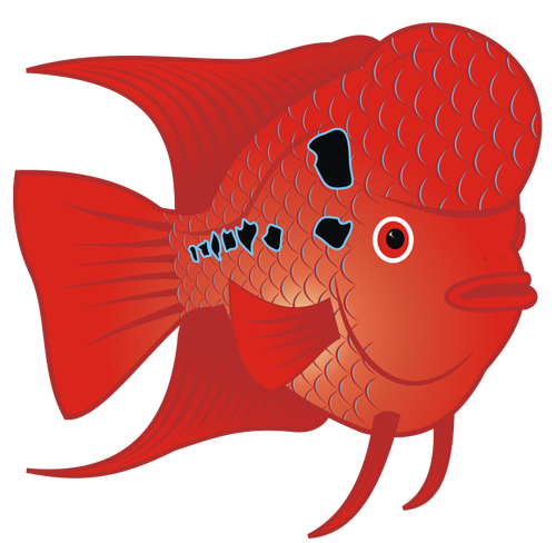 Flowerhorn fisk vektorbild