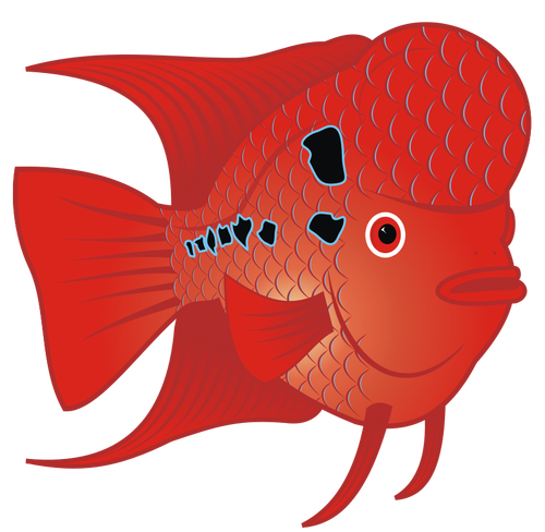 Flowerhorn peşte Vector imagine