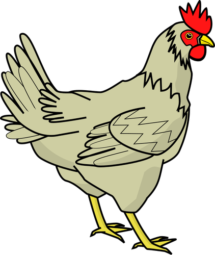 Drawing of poultry bird