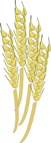 小麦叶鞘的矢量图形