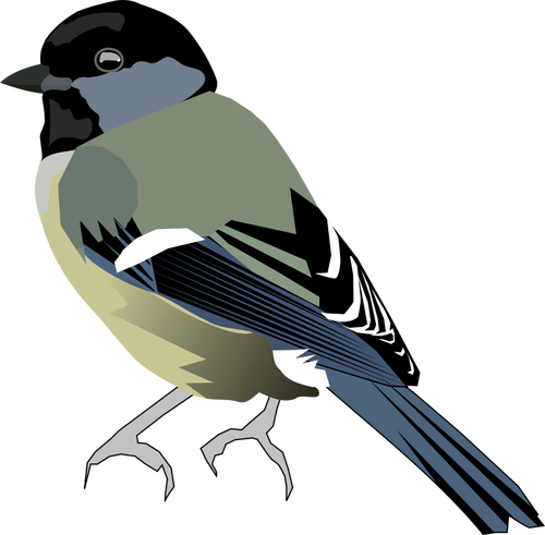 Vector de la imagen de color pájaro con el frente gris