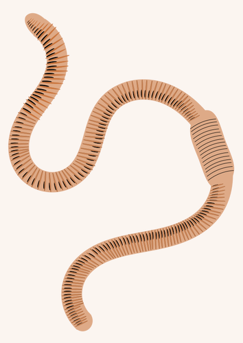 An earthworm