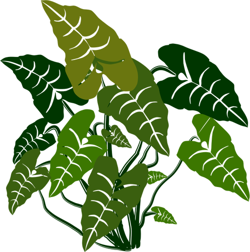 Olifant oren plant
