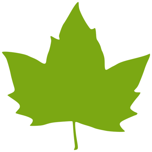 Vector illustration of a maple leaf