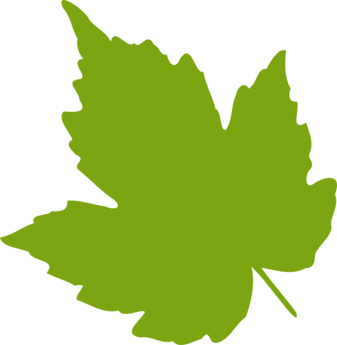 Klon zielony liść wektorowa