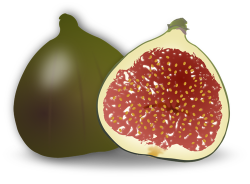 Fig fruit