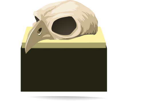 Fågel skalle