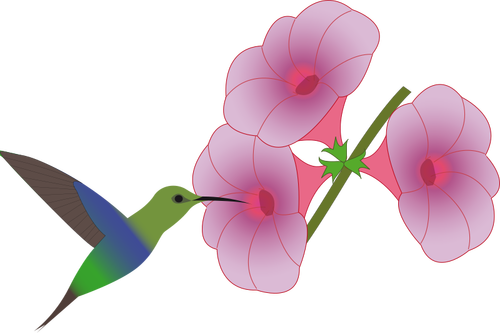 Colibri bird picking on a flower illustration