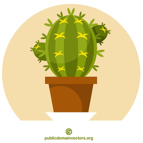 Cactus flower in the pot