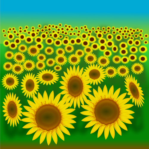 Champ de tournesols