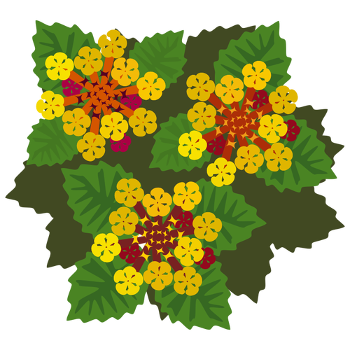 Divoké žluté květy