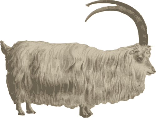 Image de la chèvre de montagne