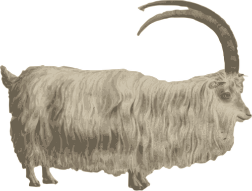 Mountain goat image