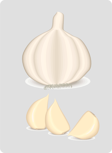 Garlic plant