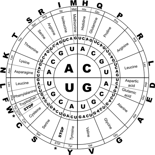 Genetic code RNA BW vector graphics