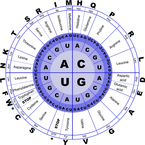 Image vectorielle Code génétique ARN