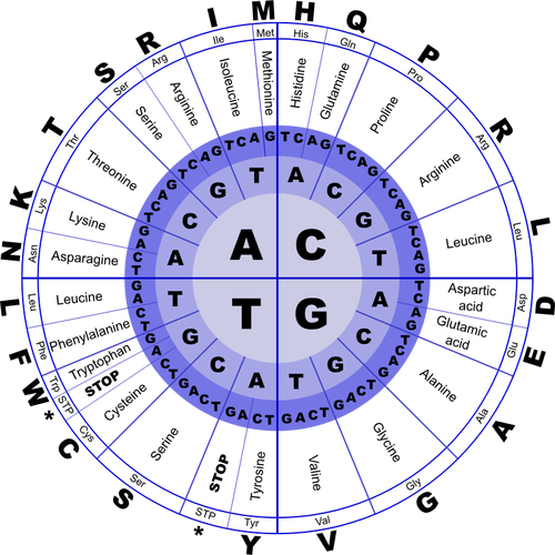בתמונה וקטורית הקוד הגנטי