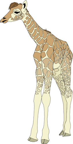 Dessin de bébé girafe