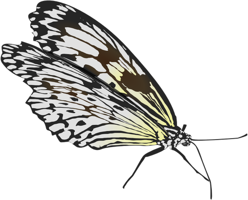 Walking butterfly vector drawing