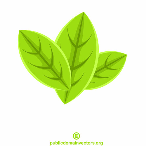 Green leaves isolated