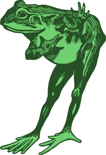 Зеленая лягушка