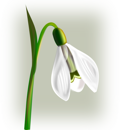 Schneeglöckchen mit drei Blütenblätter Vektor-ClipArts