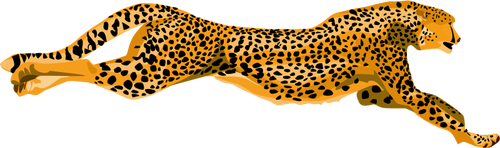 Leopard cheetah vector image