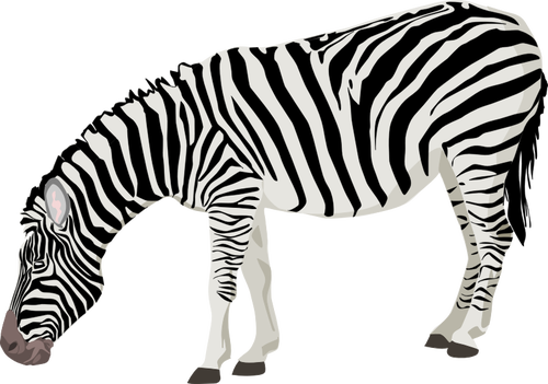 Immagine vettoriale di zebra fotorealistica