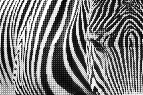 Polotónování zebra