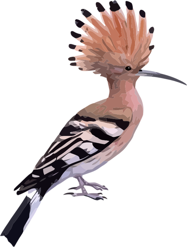 Hoopoe-lintu