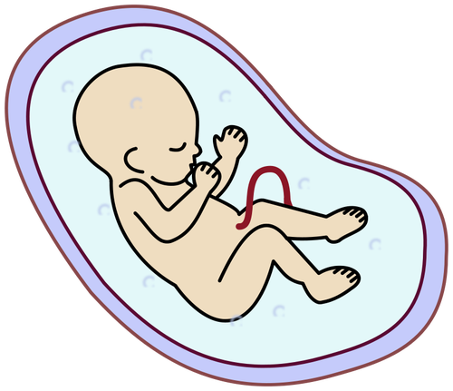 Human embryo vector image