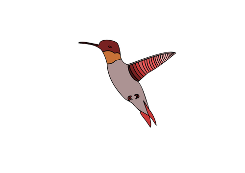 Vector image of flying humming bird