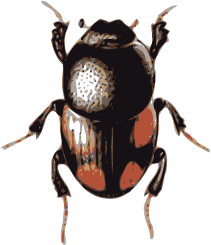 Scarab beetle