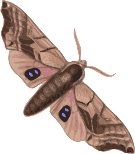 Moth ovanifrån
