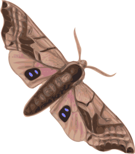 Moth top view